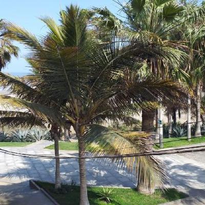 ALQUILER DE DEPARTAMENTO 3° PISO EN PIMENTEL